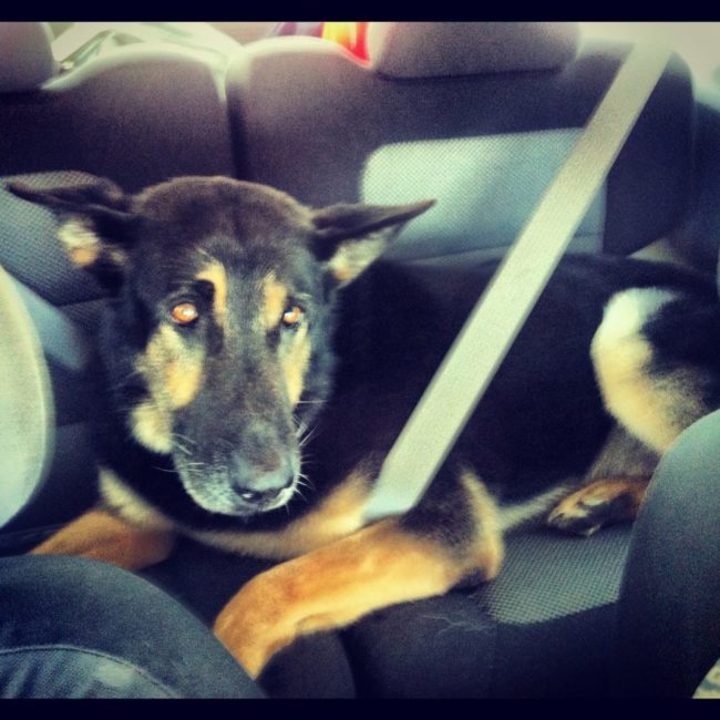 "My boss said, &lsquo;Hey, go check your Jeep.They went out and put a bowl, a brand new leash and two collars, and they put [Bodza] at the back of my Jeep. I got to take him home the same day he retired," he said.