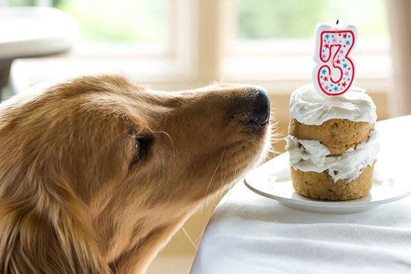 There's really no better way to celebrate your little guy's birthday than by giving him a coconut honey doggie cake.