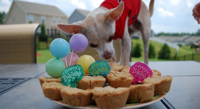 If you're looking for something more simple, thesepeanut butter pupcakes are quick and easy to make -- and your dog will definitely find them tasty!