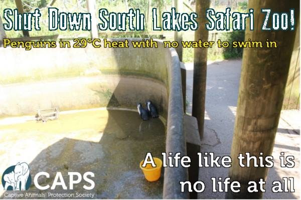 On what was shaping up to be one of the hottest days of the year, they found penguins with no water to swim in to cool themselves off.