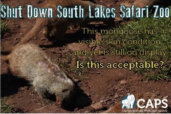 While the visible neglect was horrifying enough, a closer investigation revealed truly shocking figures. Between 2013 and 2016, 500 animals had died on the premises. That amounts to about 12 percent of their animals dying per year.