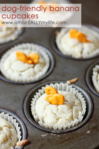 You might want to make sure these dog-friendly banana cupcakes are out of reach at all times unless you want a certain furry somebody to make them disappear at lightning speed.