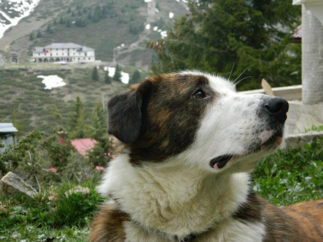 Unable to use his back legs, he dragged himself to one of the resort's cottages. Tourists then brought him to a vet for help.