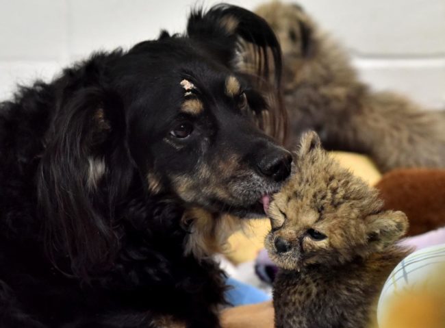 This sweetheart has also cared for cheetahs...