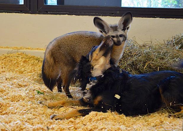 ...a warthog, wallabies, skunks, and bat-eared foxes, too!