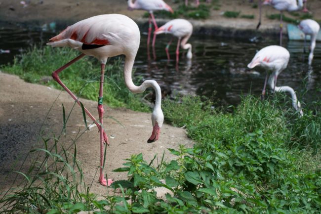 Unfortunately, one of the two flamingos died.The other was left with serious injuries.