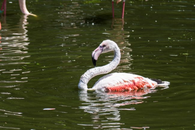 Police are currently investigating the incident, and it's likely that the boys' parents will have to pay for what the flamingo was worth.Now Richard Viduna, a zoo employee, is asking forthe public's help in reporting cases of animal abuse, saying, "It would be helpful for us if the visitors would pay attention to acts such as these and report them."