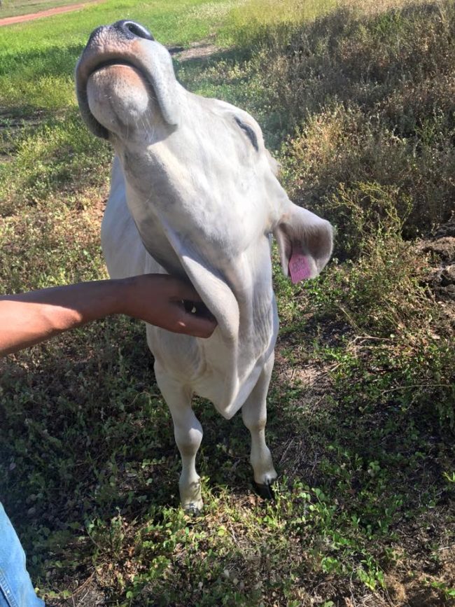 Her most favorite thing in the world is getting some nice scratches while also turning her nose up at your garbage.