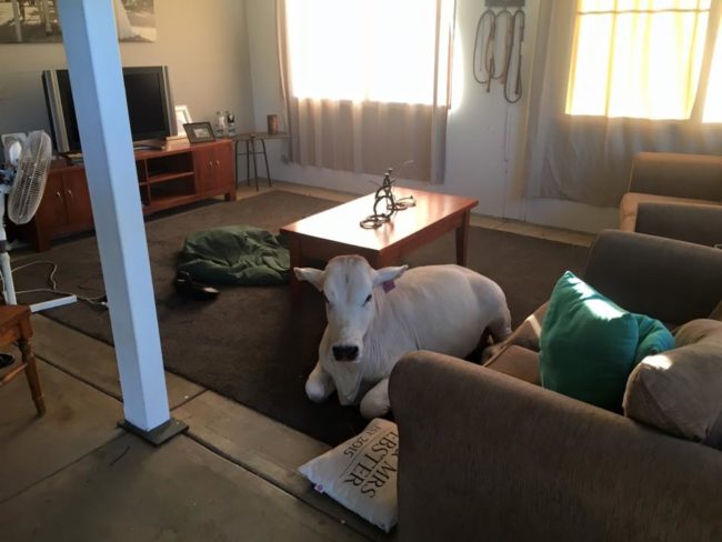 Beryl loves being inside. See how she doesn't even care about your feelings?