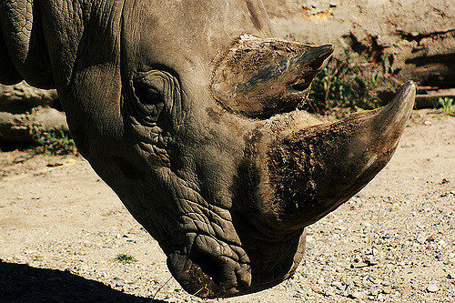 And because the attack in France has put zoo officials on high alert, those from the Czech zoo decided that they will remove the horns from all 21 of their rhinos with a chainsaw. The three calves living on the premises will not undergo the procedure.