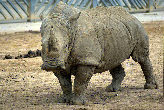 Although the animals will be placed under anesthesia and a veterinarian will be involved, there's something so sad about the fact that these rhinos have no choice in the matter.