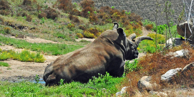 At a time when all rhinos' lives are at risks, such notoriety could put a target on their backs. Still, it's upsetting to know that they will wake up missing parts of their bodies that have evolved to keep themselves and their offspring safe.