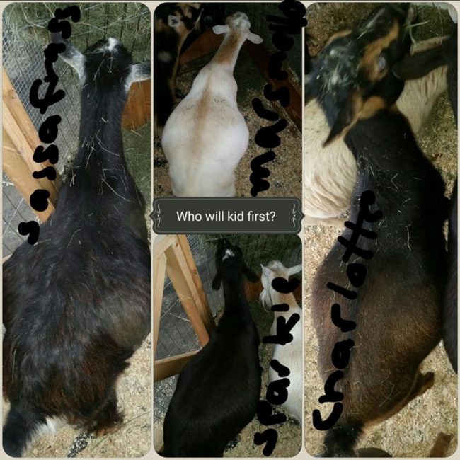 While their Nigerian Dwarf goats began going into labor during a blizzard last week, Chris was outside frantically shoveling and plowing snow.