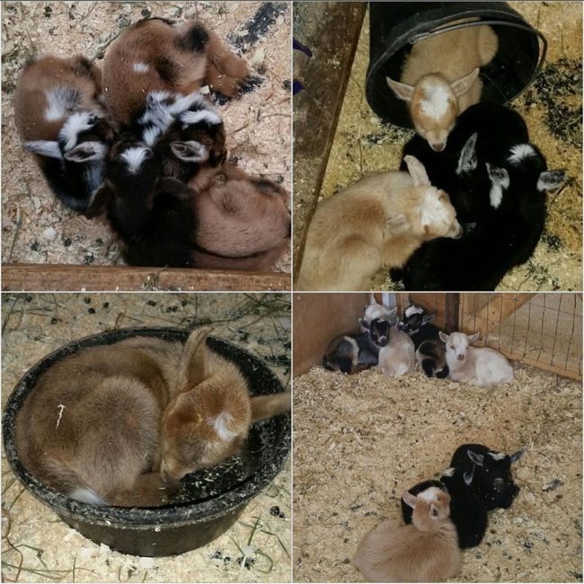 ...but a total of 24 little newborns gracing the world with their presence -- and they're still waiting on two more goats to give birth!