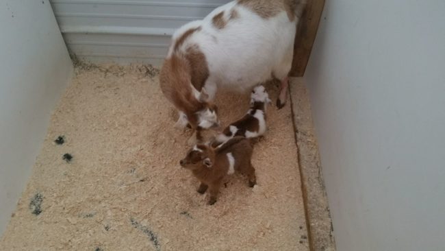 Meanwhile, everyone else was inside witnessing not two...