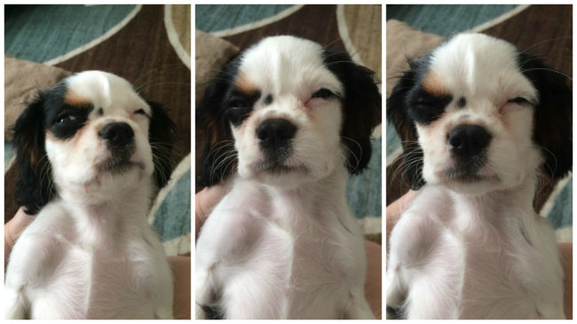 Here's what you'll get if you try to wake up this puppy for a walk.