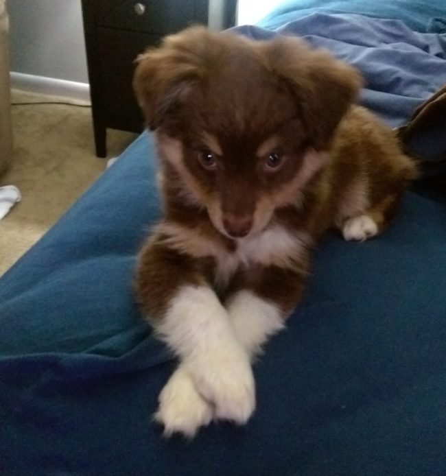 "I was promised a walk TWO HOURS AGO."