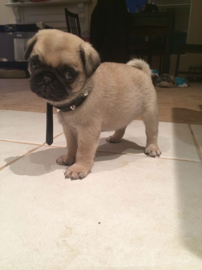 "You can give me those treats any day now..."