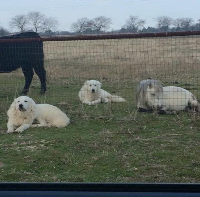 Everyone, meet Pinto. Pinto is a pony. Pinto's mom is sick of his shit.