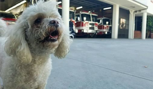 "Our goal is to save people, and sometimes we're not able to do that despite our best efforts. But to have a success story just like this, even with Nalu being a dog, I mean again he's a life and he's a life that matters. That was just a great morale booster for all of the guys here in our department," Klein said.