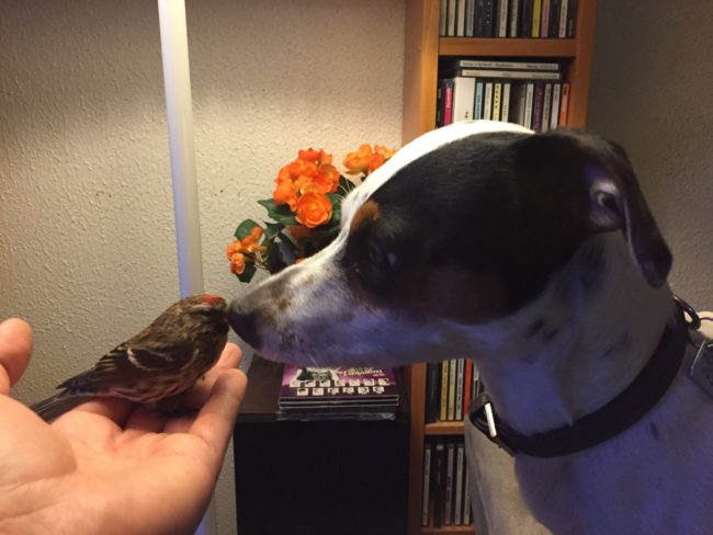 Diamond's new feathered friend, who Sigurj&oacute;nsson named B&iacute;b&iacute;, took off again and flew onto a shelf, where his human rescuer picked him up once more.