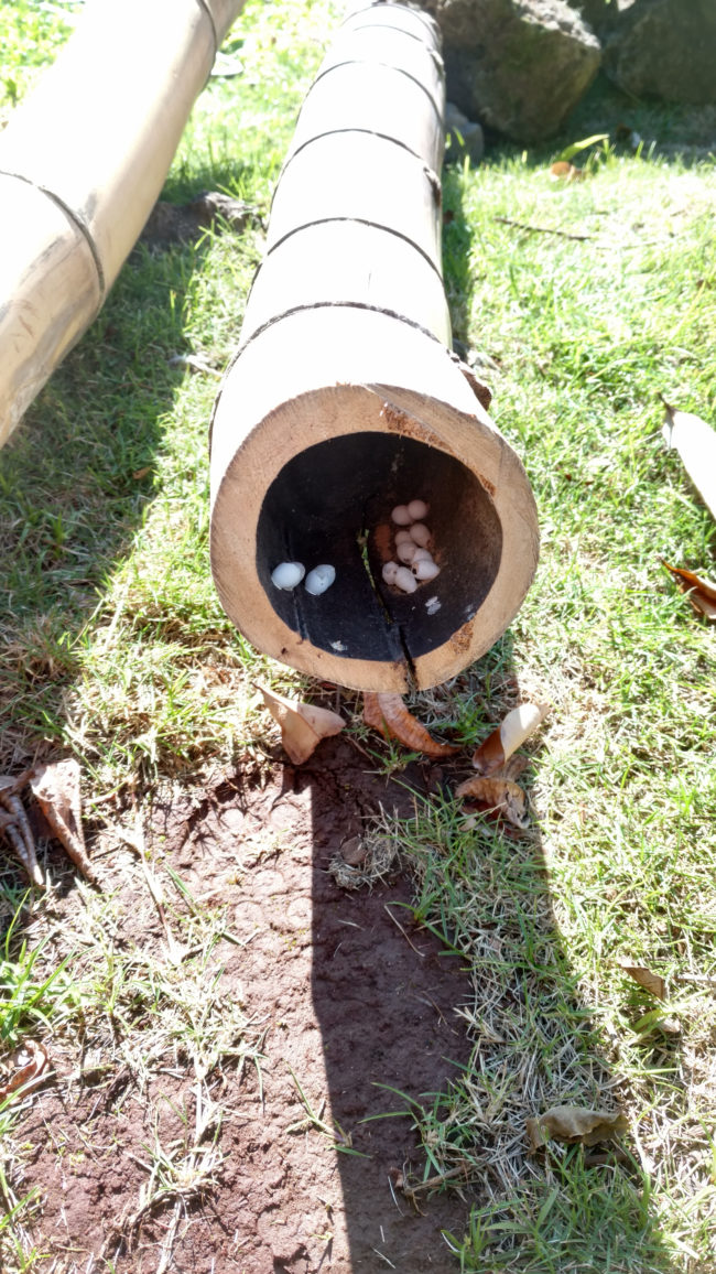 Unsure of what could be incubating inside these pebble-sized eggs, maddabber knew not to count their chickens (or whatever was inside) before they hatched.
