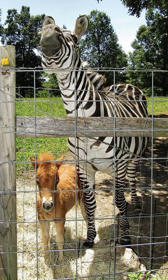 ...visiting Barcode the zebra...