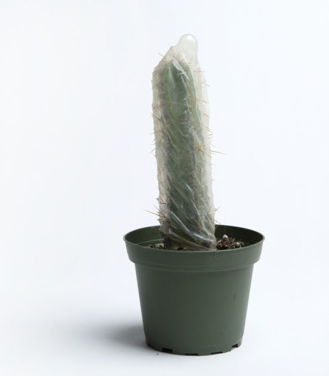 They never taught us this in sex ed class, but apparently cactuses need protection, too.