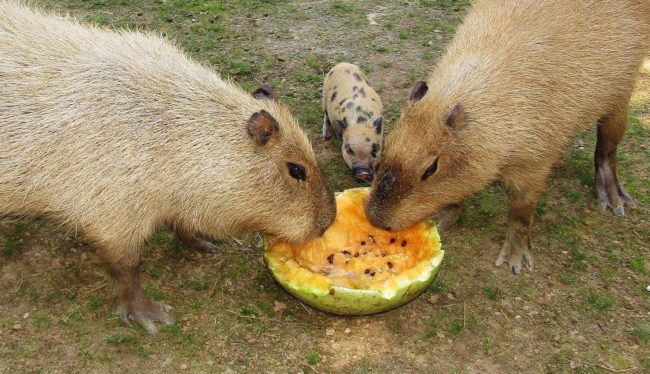 Now they're best friends with each other as well as everyone else!