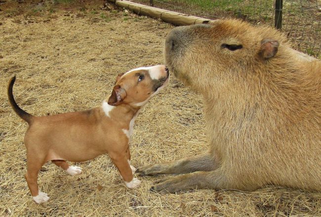 But just because she isn't the only one of her kind anymore doesn't mean she neglects her other friends!