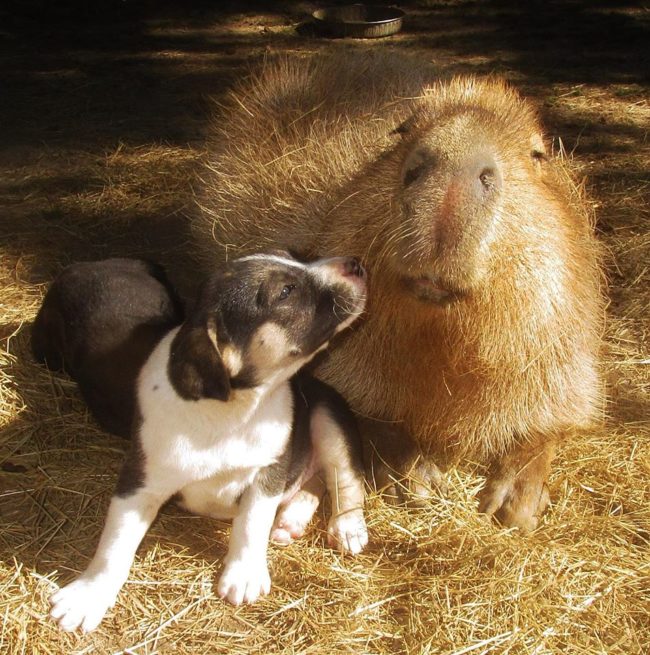 She eventually began taking care of orphaned puppies herself!