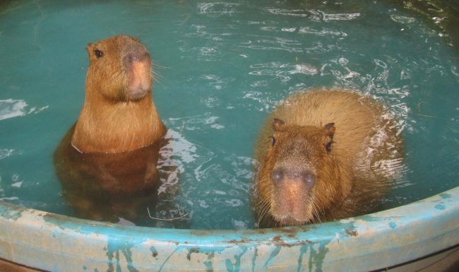 She was totally content with being the only capybara there, but fate brought Cobbler to her when a teenager bought him from an exotic pet trader and flew him to New York City, where he isn't legal.Wolf was happy to give him a new home.