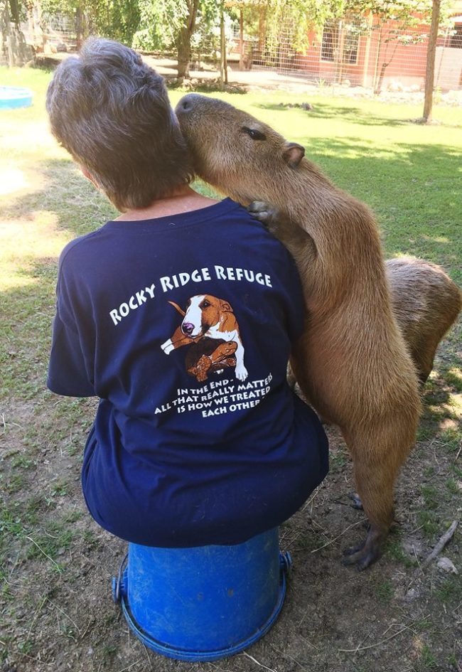 Janice Wolf, the founder of the sanctuary, says that Cheesecake initially lived inside her home with her dogs, who completely accepted her.