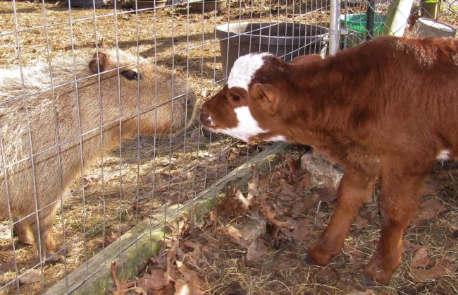 ...and even Moonpie, the adorable miniature cow who thinks she's a dog!