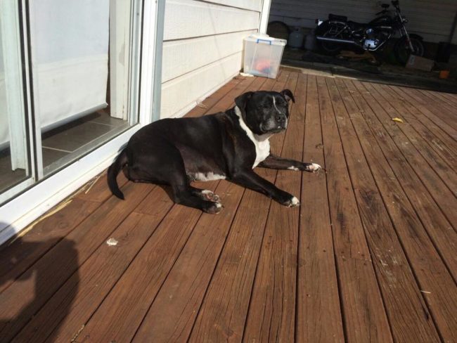 But when doctors brought him out of the coma, Alexander started breathing on his own and made a full recovery!They credited his dad's CPR with saving his life, but didn't forget the role Leala played in rescuing him.