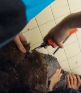 The groomers got to work straight away on freeing Ginta from his furry prison.