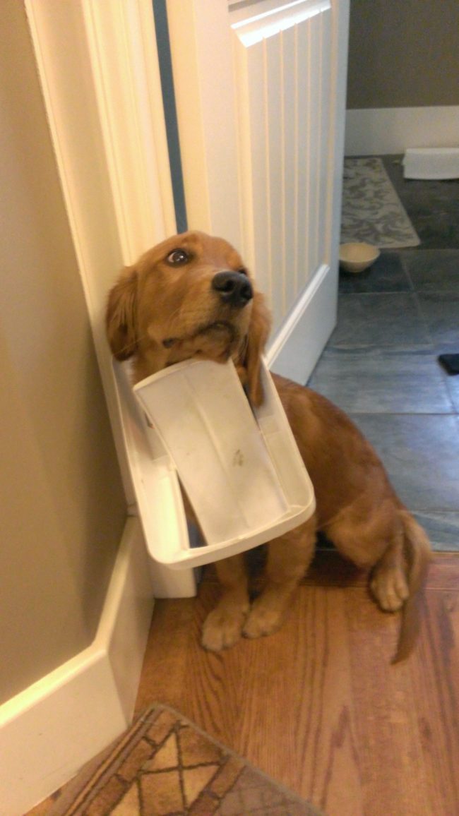 This dog was definitely not eating out of the trash can.