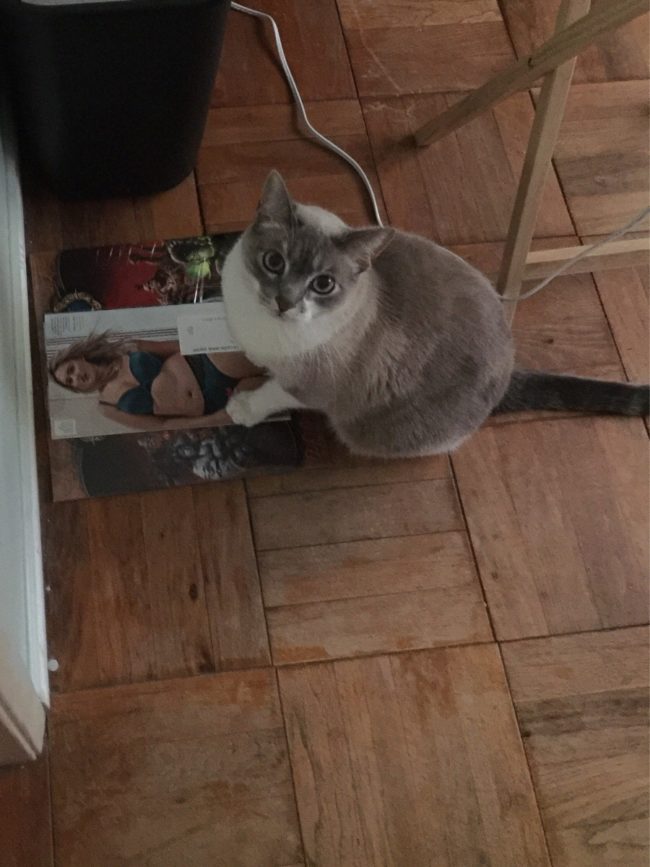 You know the cats reached puberty when these types of magazines start to go missing.