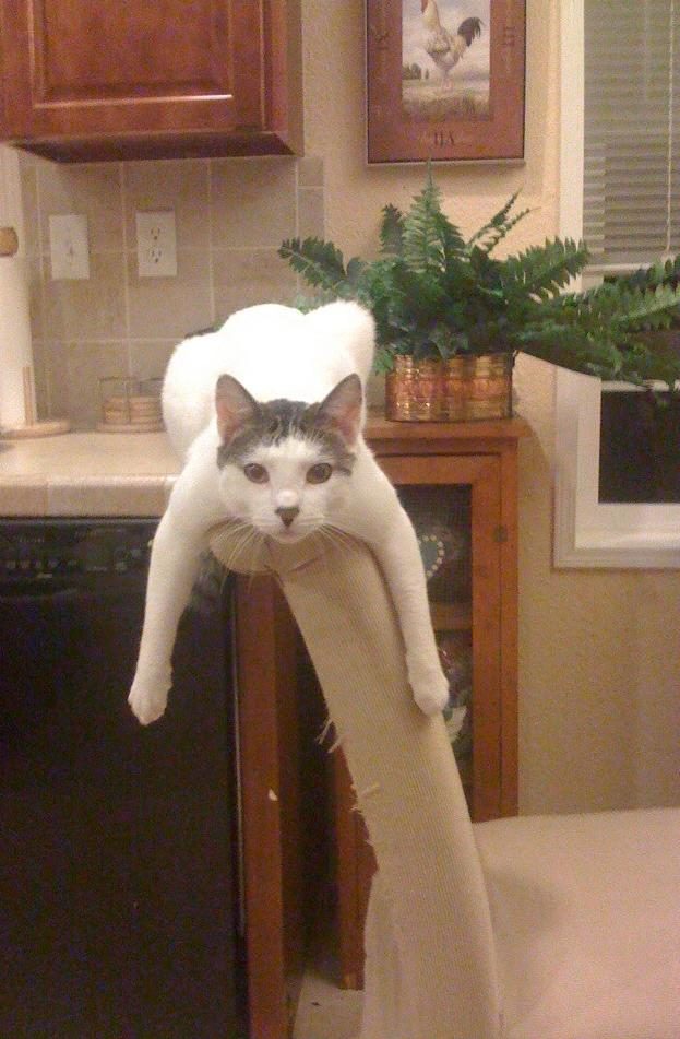 Nothing to see here! Totally normal. Totally meant to do this. One hundred percent chill. Carry on, human.