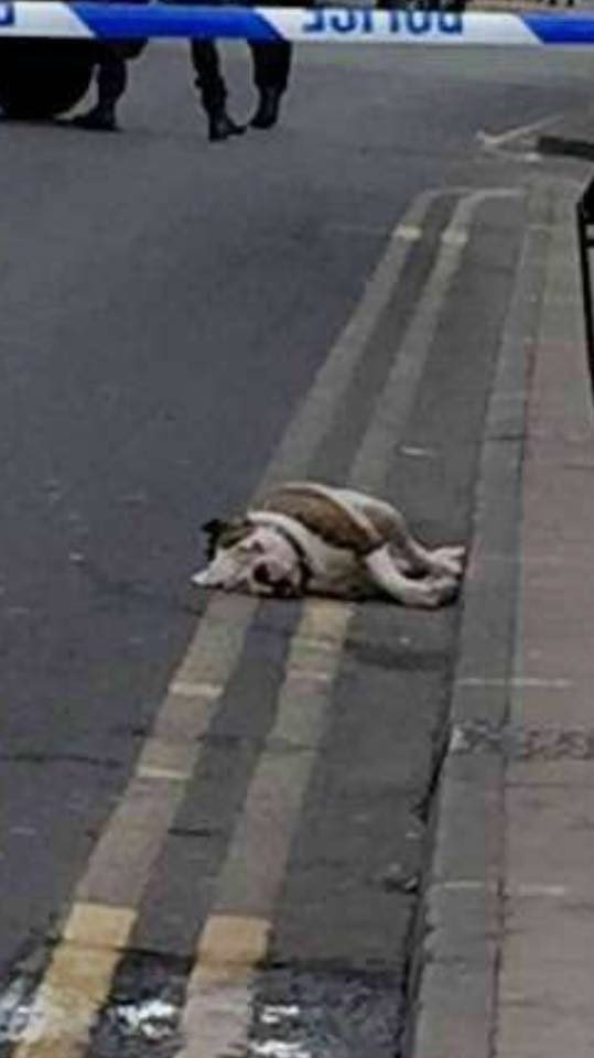 Two dogs were killed and two others were gravely injured. One escaped after being hurt as well.