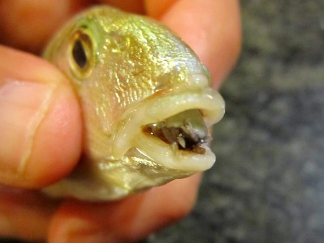 The parasite severs the blood vessels of the fish's tongue, causing it to fall completely off. Gross! 
