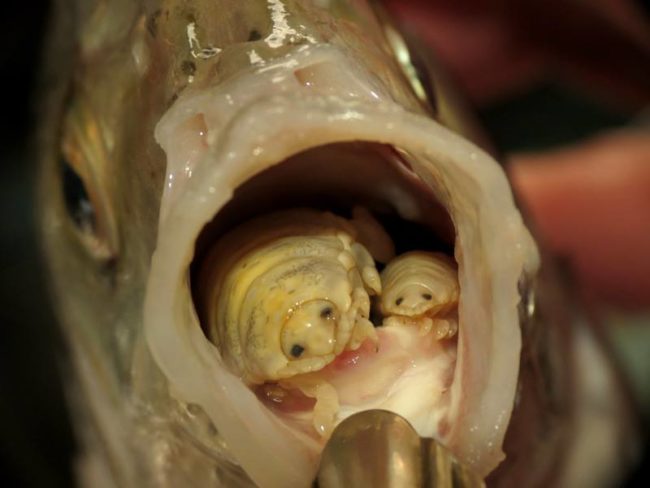 Cymothoa exigua is a parasitic isopod and it exclusively goes after fish. It enters a fish's mouth through its gills and then it does something super creepy.