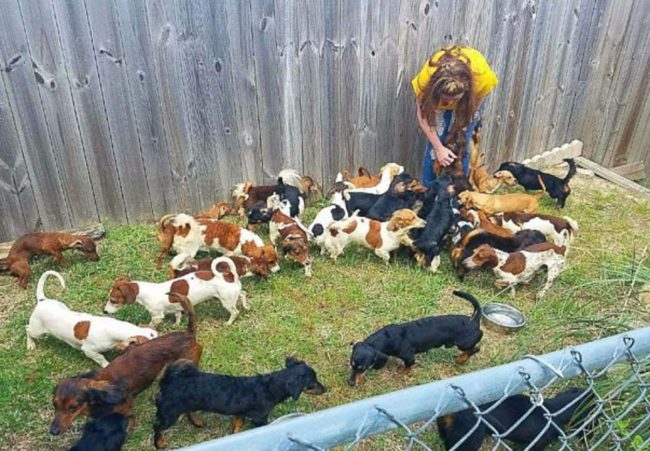 Though he would often go without food himself in order to feed the pups, he was relieved when two rescue organizations offered to take them in.