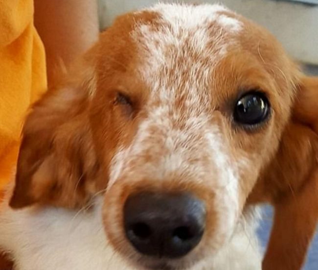 They say their previous owner tried his very best to care for them but simply couldn't give them the care they needed. 