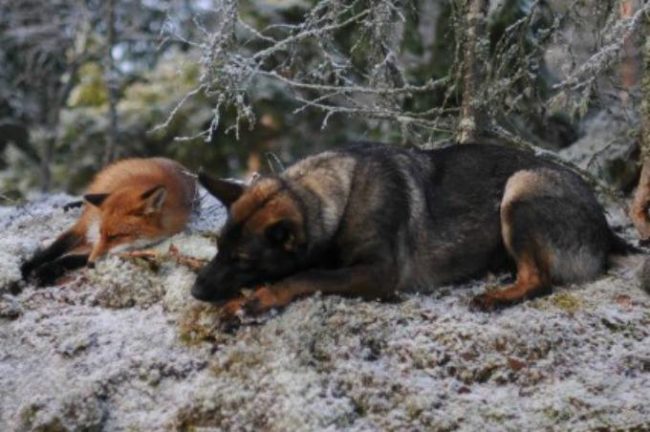 Tinni the dog and Sniffer the fox live in Norway where they romp and play all day long. Tinni's human Torgeir Berge takes pictures of the pair, who clearly think they're the same species. 