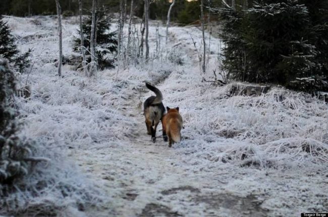 These two explore the woods together year-round and are basically too cute to handle.