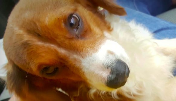 Alaqua Animal Refuge and Save Underdogs took in the neglected dogs and provided them with medical attention and a new lease on life.