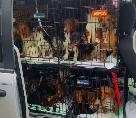 The 50 pups were all put up for adoption.