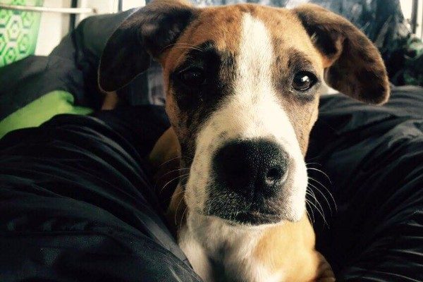 In order for Marie-Eve and Samsara to travel back to Canada and stay together, they need to save up $4,000.