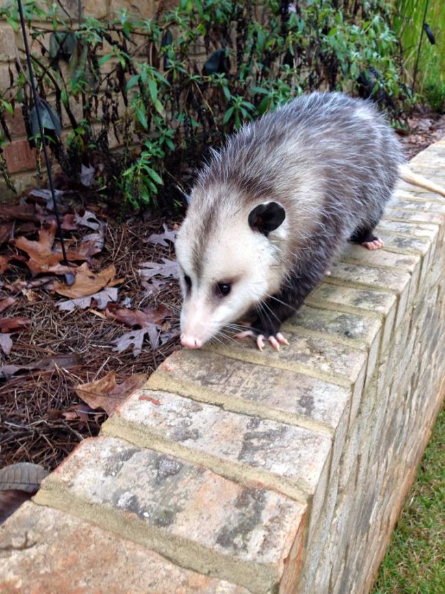 Unwilling to release a &ldquo;one in a million&rdquo; opossum back into the wild, Kassalias made the decision to keep Opie under her care.